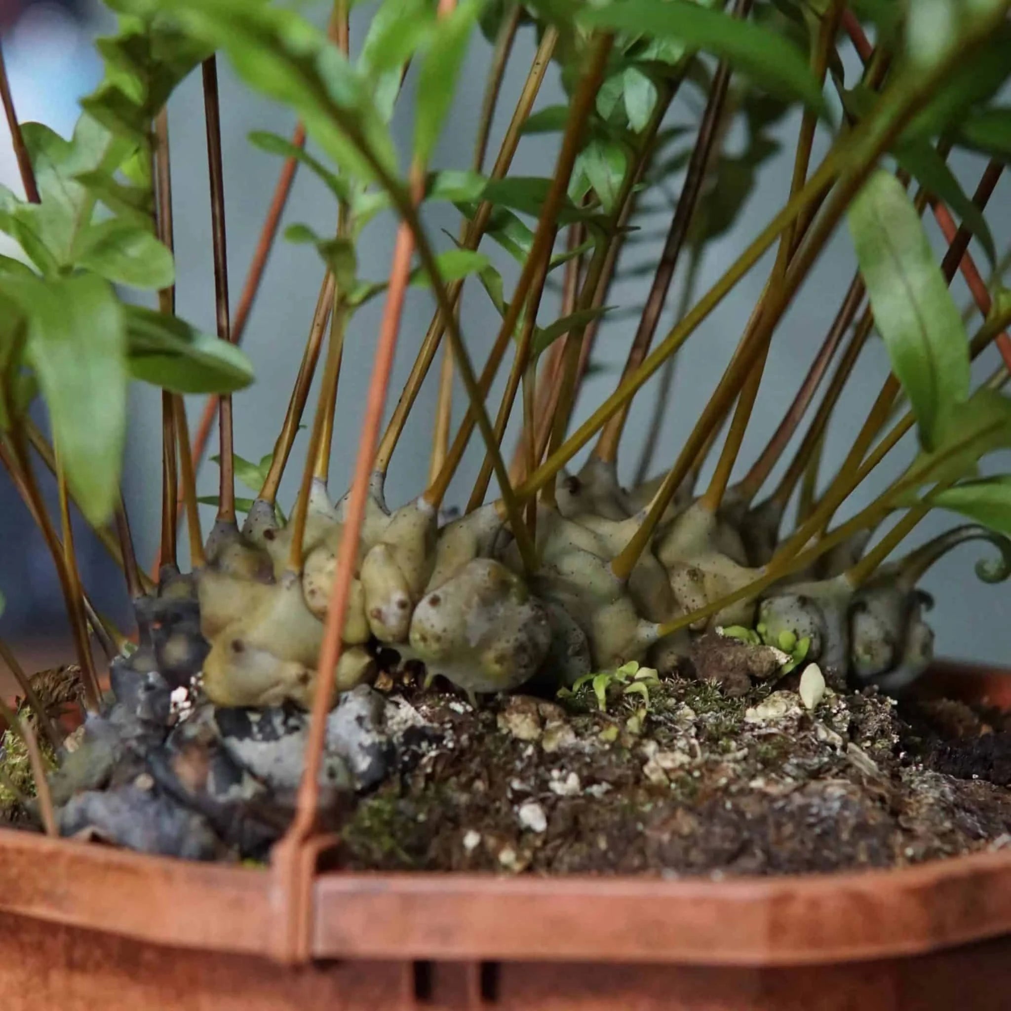 Lecanopteris pumila 大森食虫植物農園