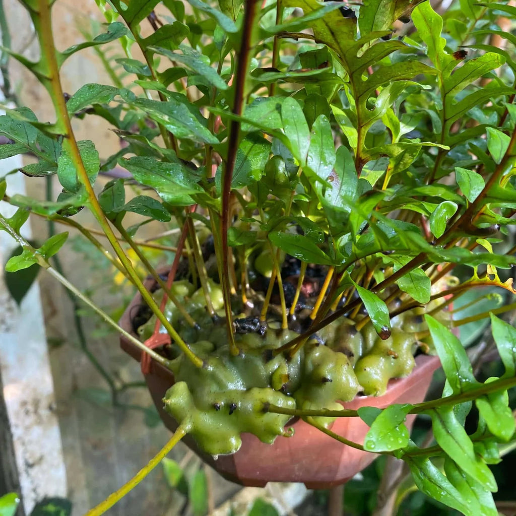 Lecanopteris pumila 大森食虫植物農園