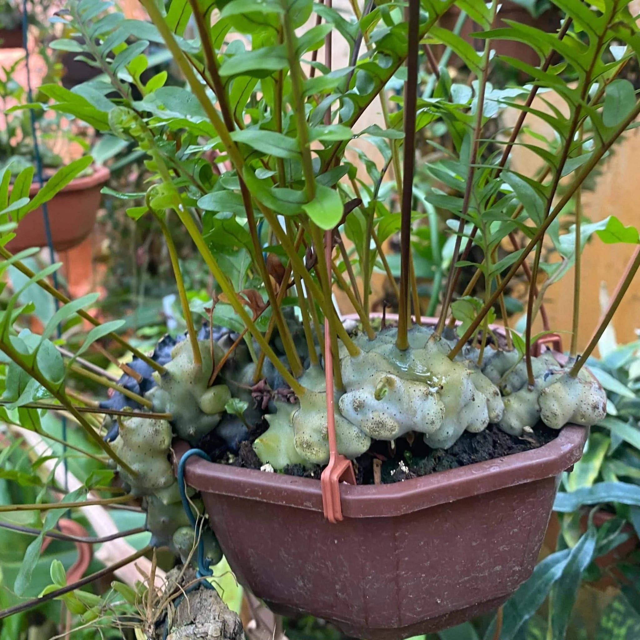 Lecanopteris pumila 大森食虫植物農園