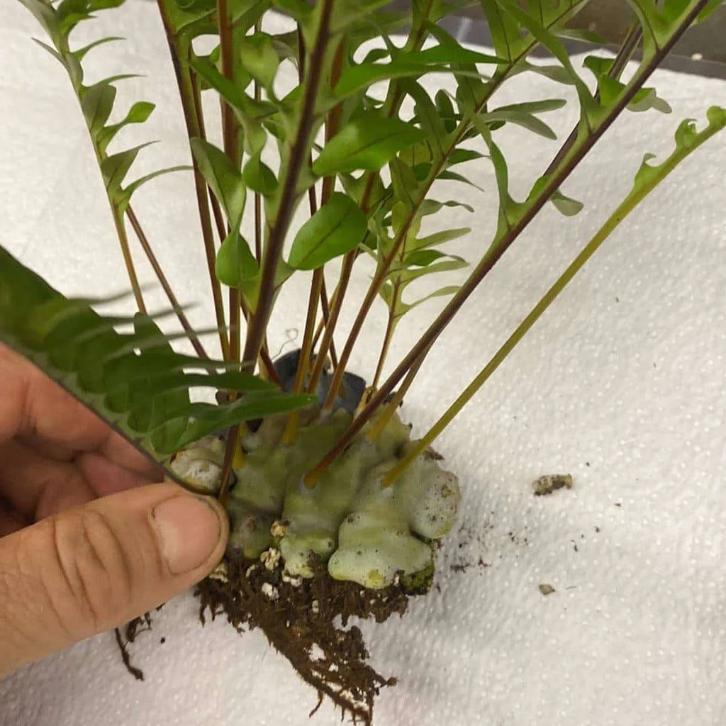 Lecanopteris pumila 大森食虫植物農園