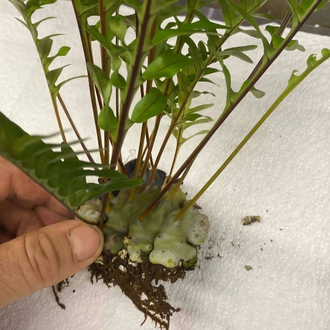 Lecanopteris pumila 大森食虫植物農園