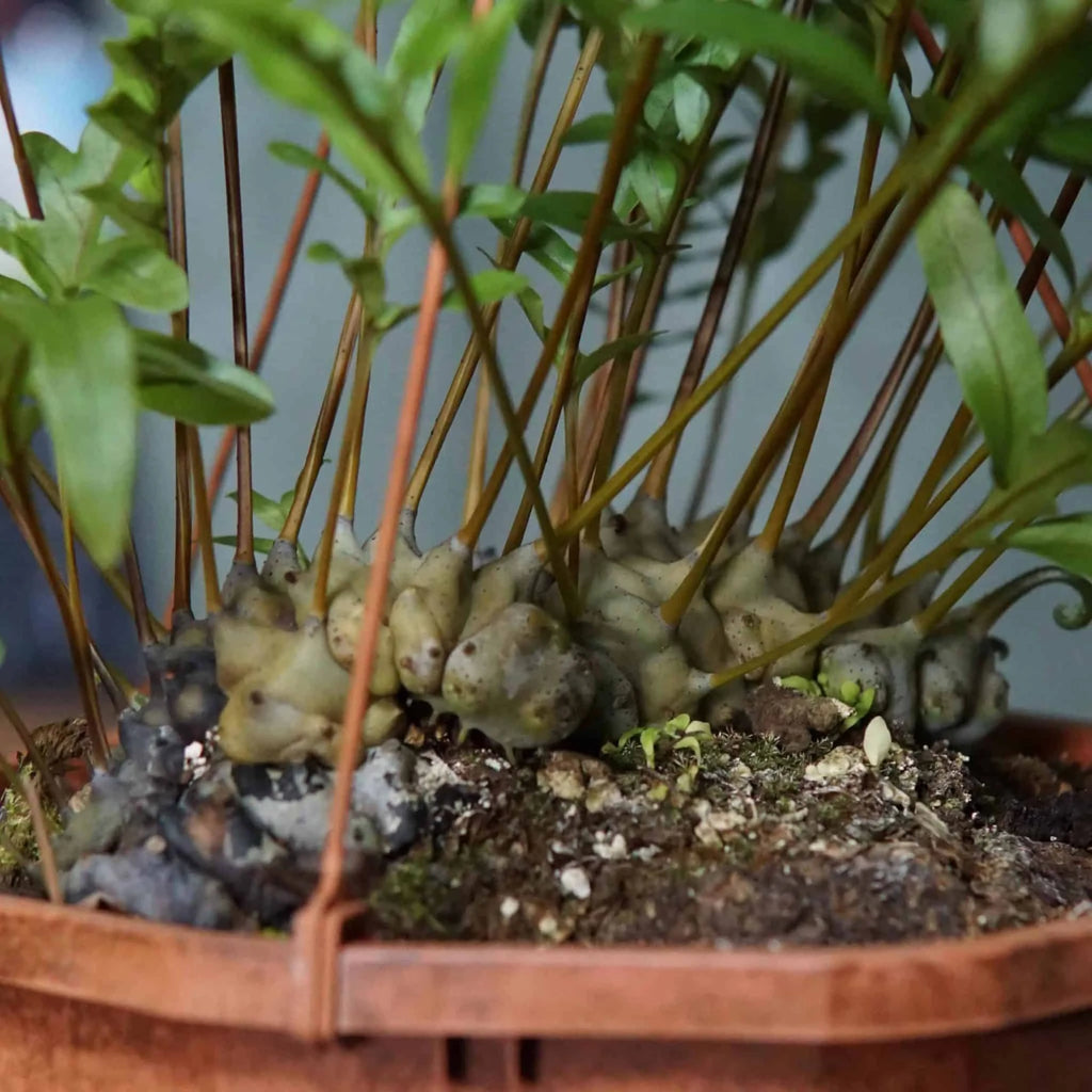 Lecanopteris pumila, XXL 大森食虫植物農園