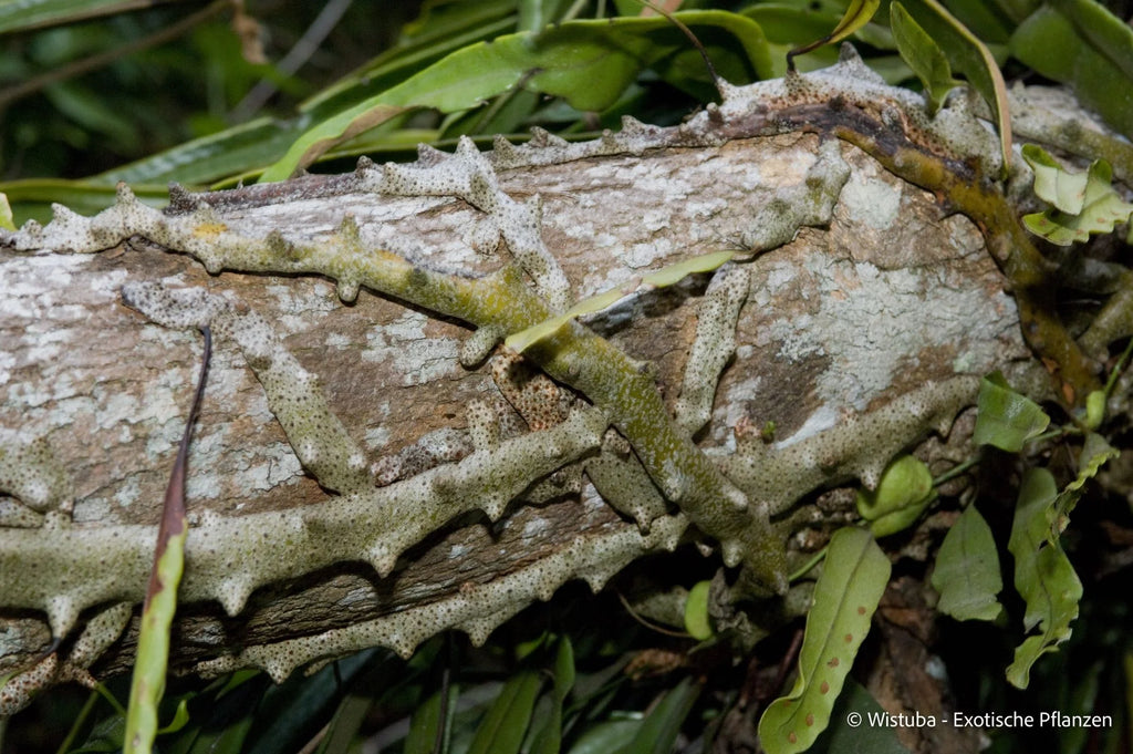 Lecanopteris sinuosa (Missima Isl., PNG) 大森食虫植物農園