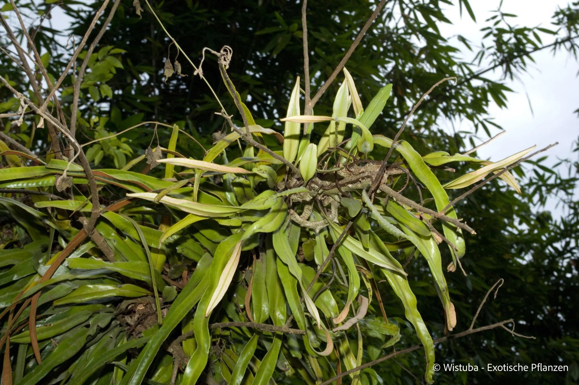 Lecanopteris sinuosa (Missima Isl., PNG) 大森食虫植物農園