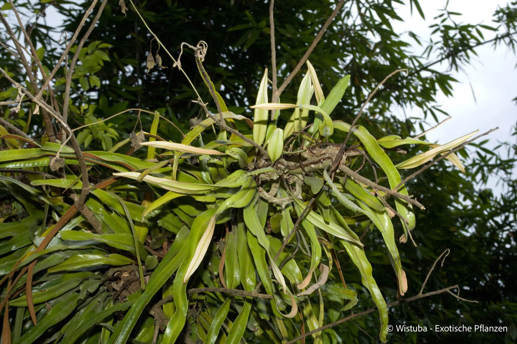 Lecanopteris sinuosa (Normanby, PNG) 大森食虫植物農園