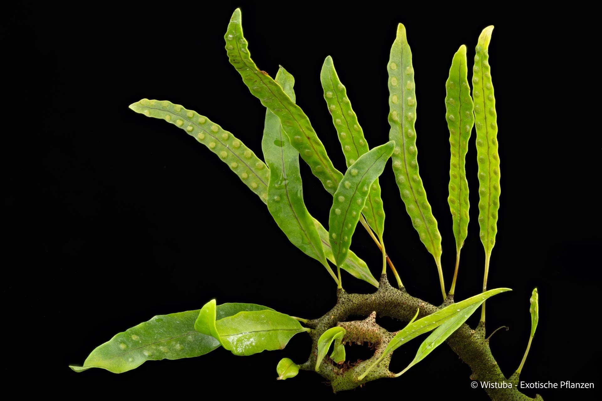 Lecanopteris sinuosa (Waigeo, Irian Jaya) 大森食虫植物農園