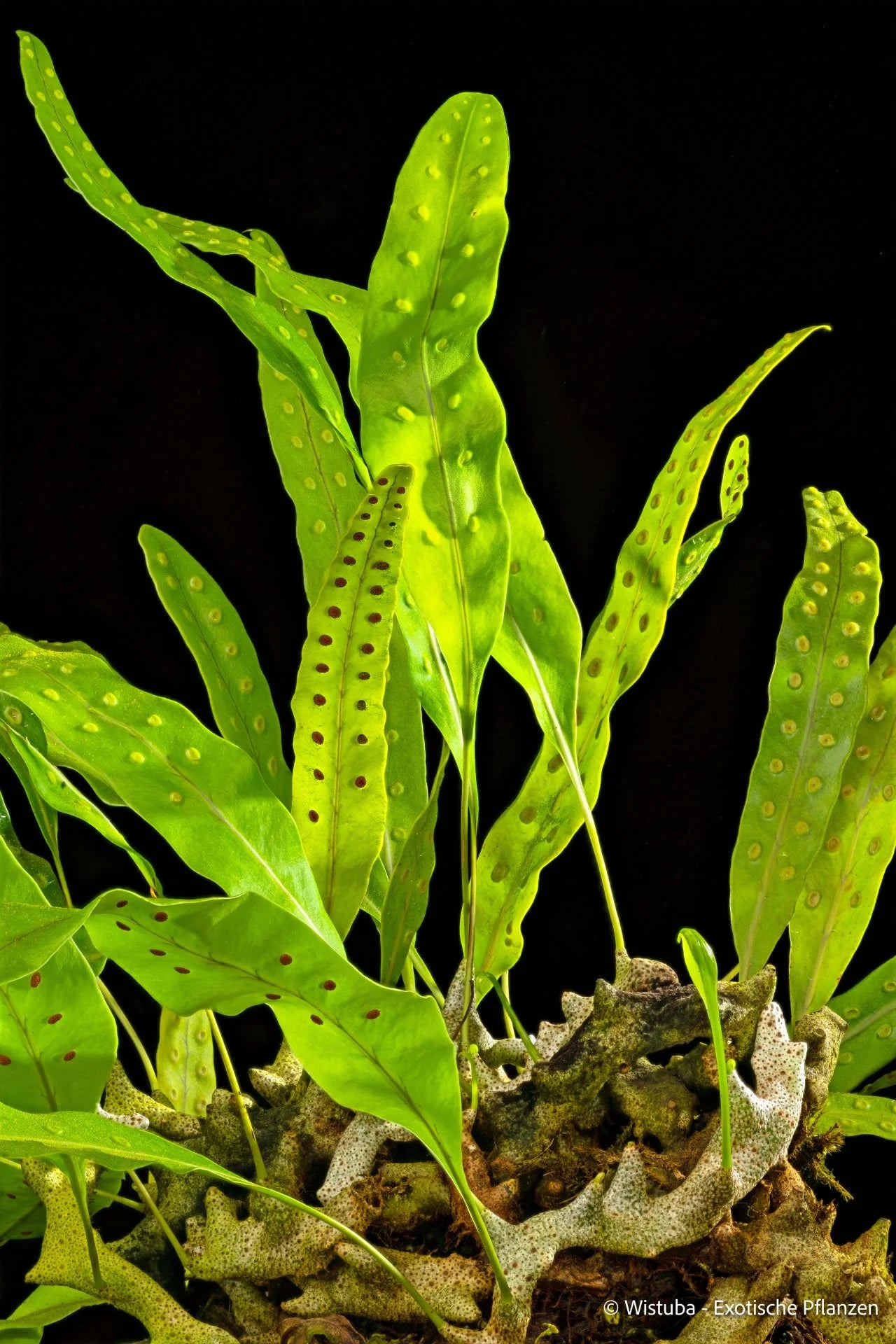 Lecanopteris sinuosa (Wasior, Irian Jaya) 大森食虫植物農園