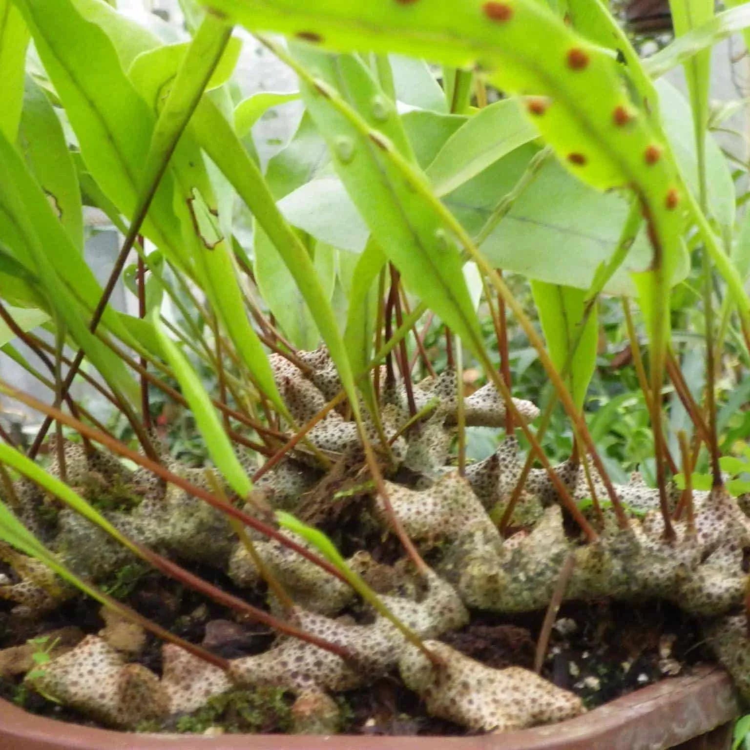 Lecanopteris sinuosa, XXL 大森食虫植物農園