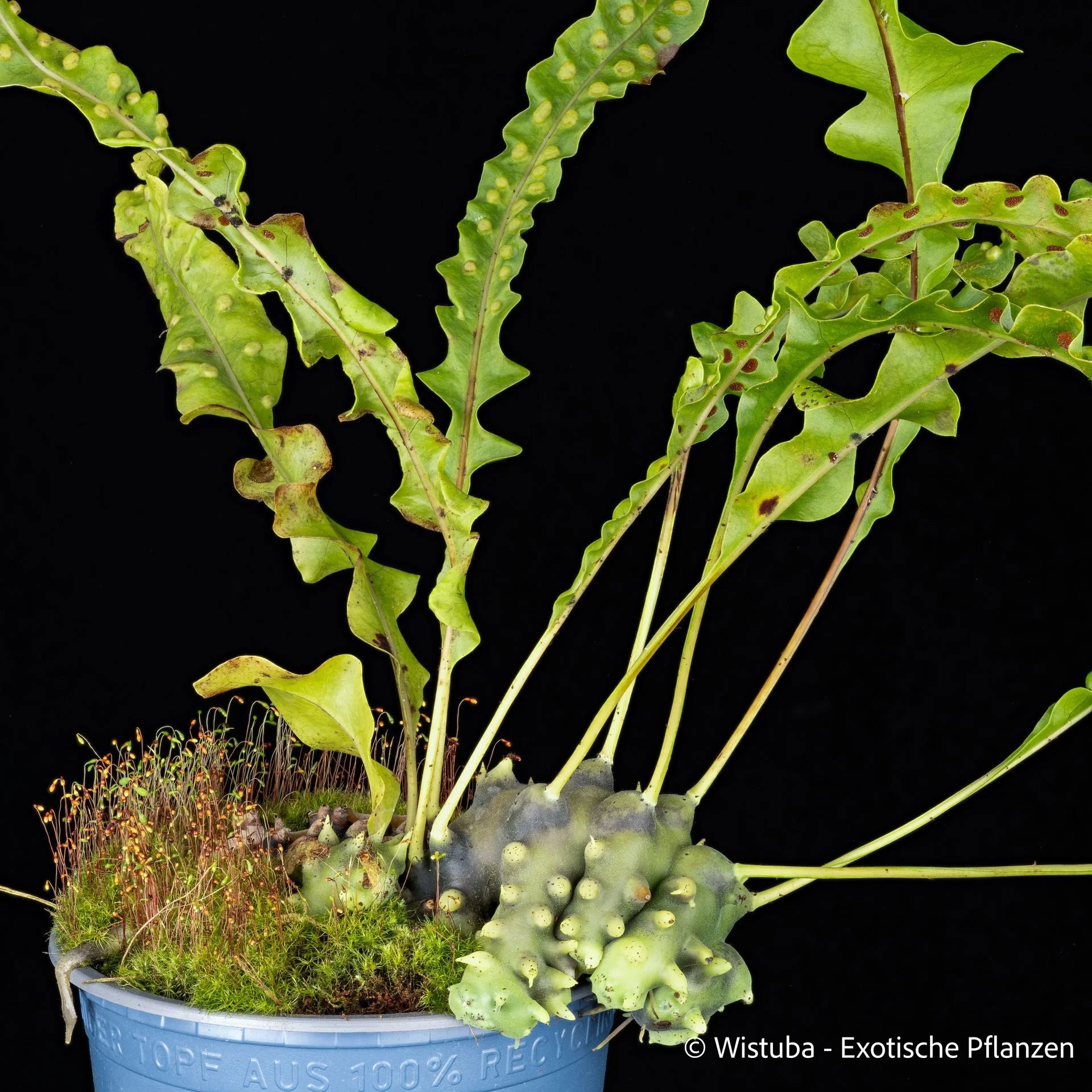 Lecanopteris spec. Toli-Toli (long spines) 大森食虫植物農園