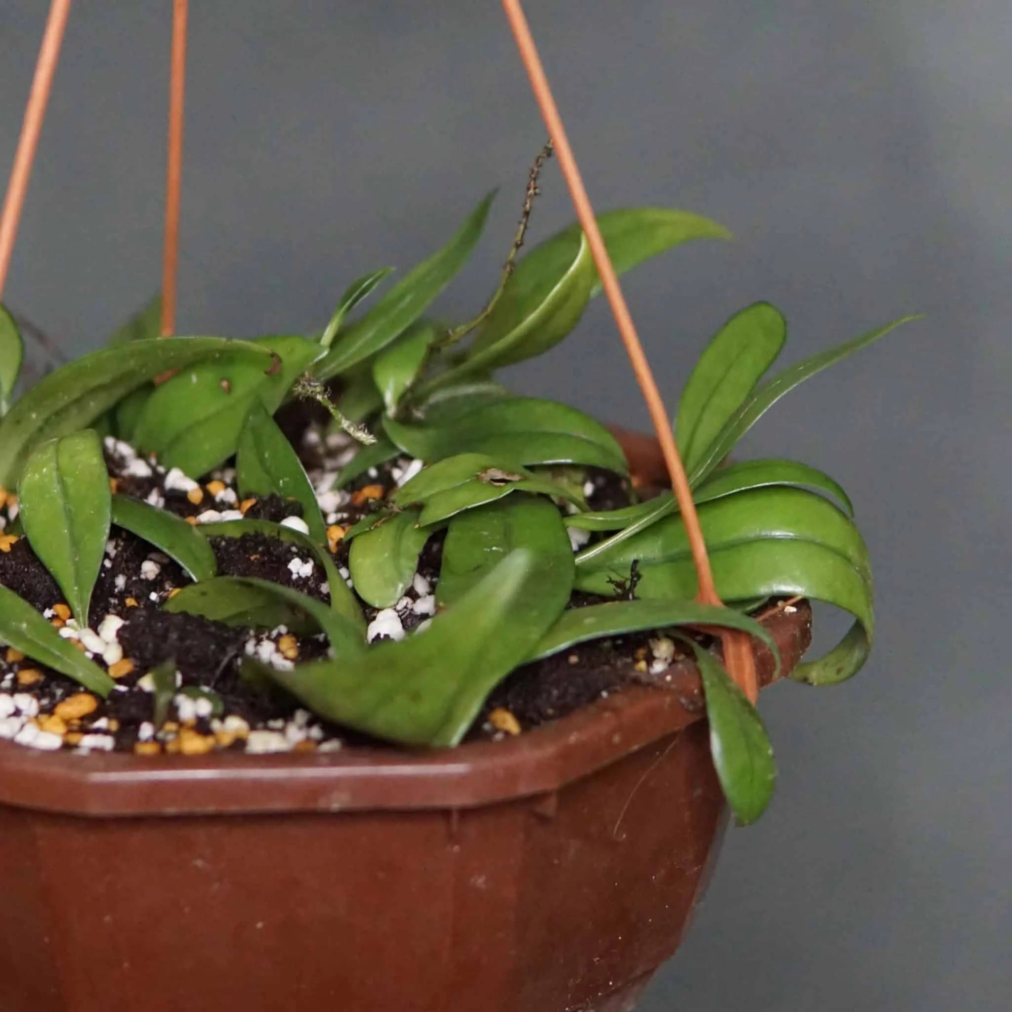 Lemmaphyllum carnosum 大森食虫植物農園
