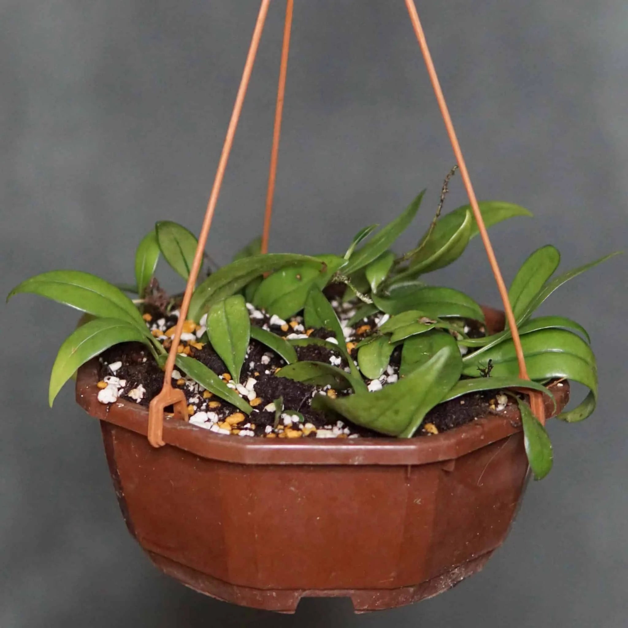 Lemmaphyllum carnosum 大森食虫植物農園