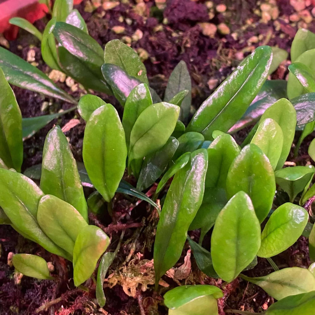 Lemmaphyllum microphyllum var. obovata 大森食虫植物農園