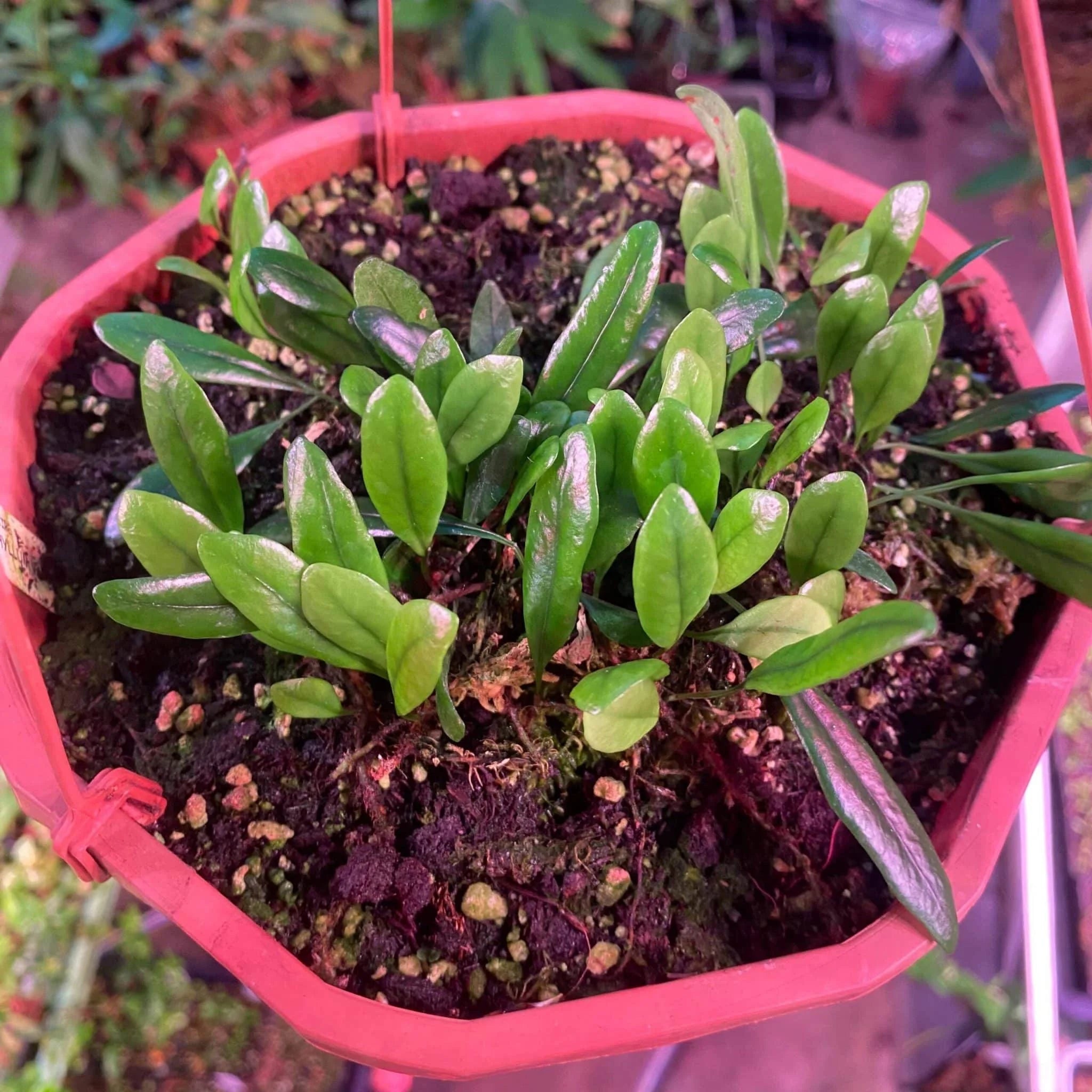 Lemmaphyllum microphyllum var. obovata 大森食虫植物農園
