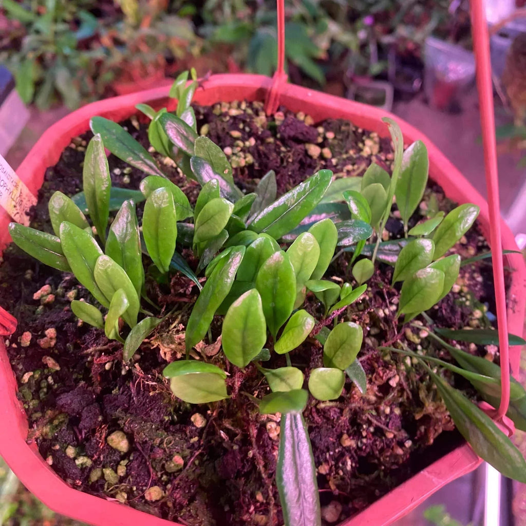 Lemmaphyllum microphyllum var. obovata 大森食虫植物農園