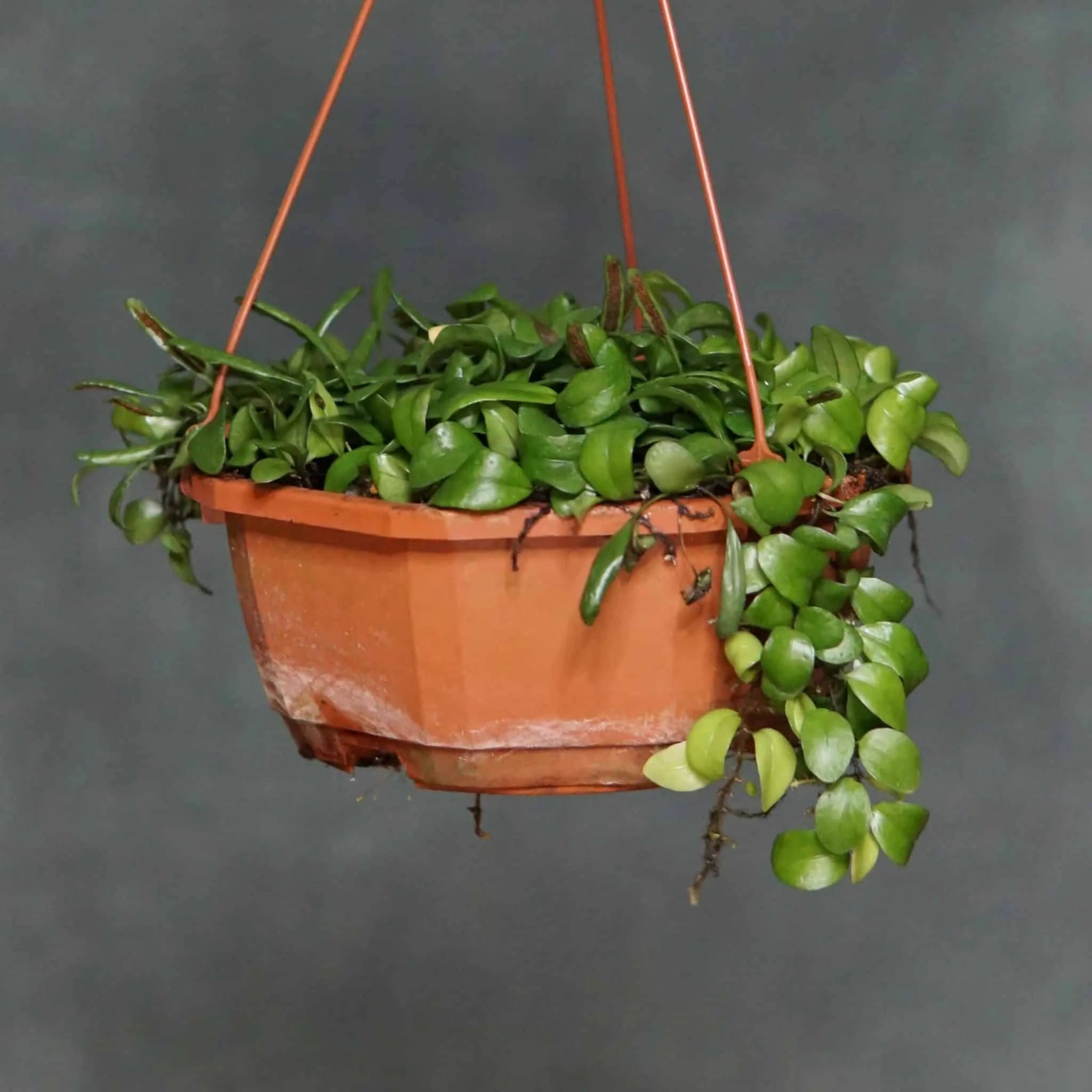 Lemmmapyllum microphyllum 大森食虫植物農園