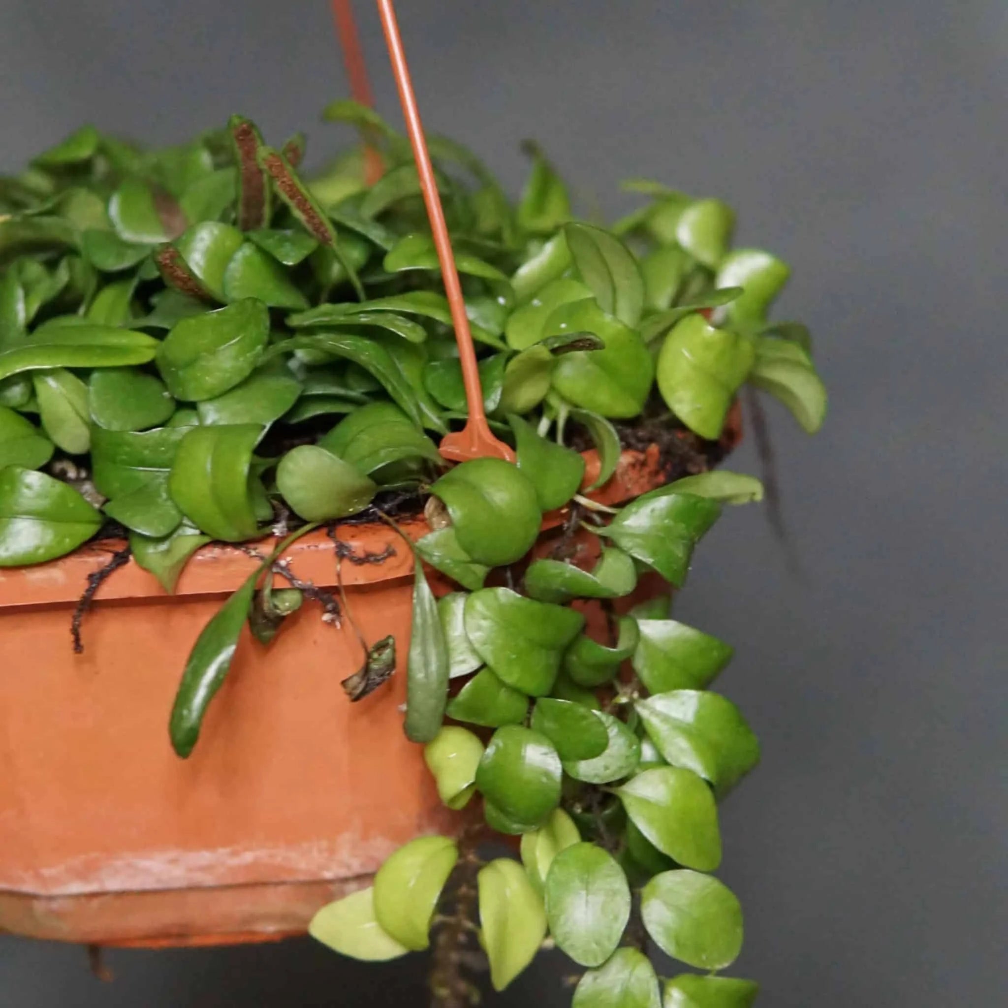 Lemmmapyllum microphyllum 大森食虫植物農園