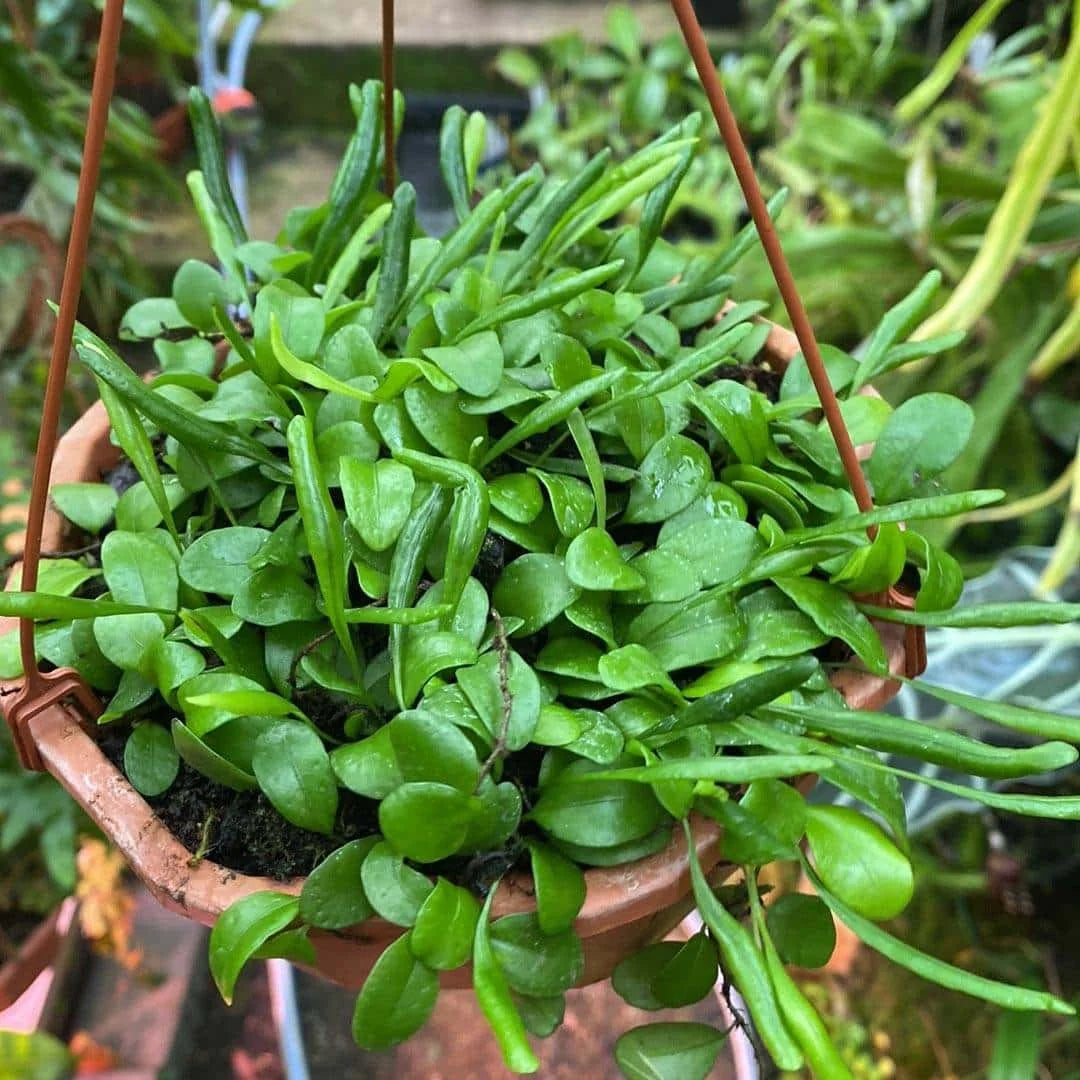Lemmmapyllum microphyllum 大森食虫植物農園