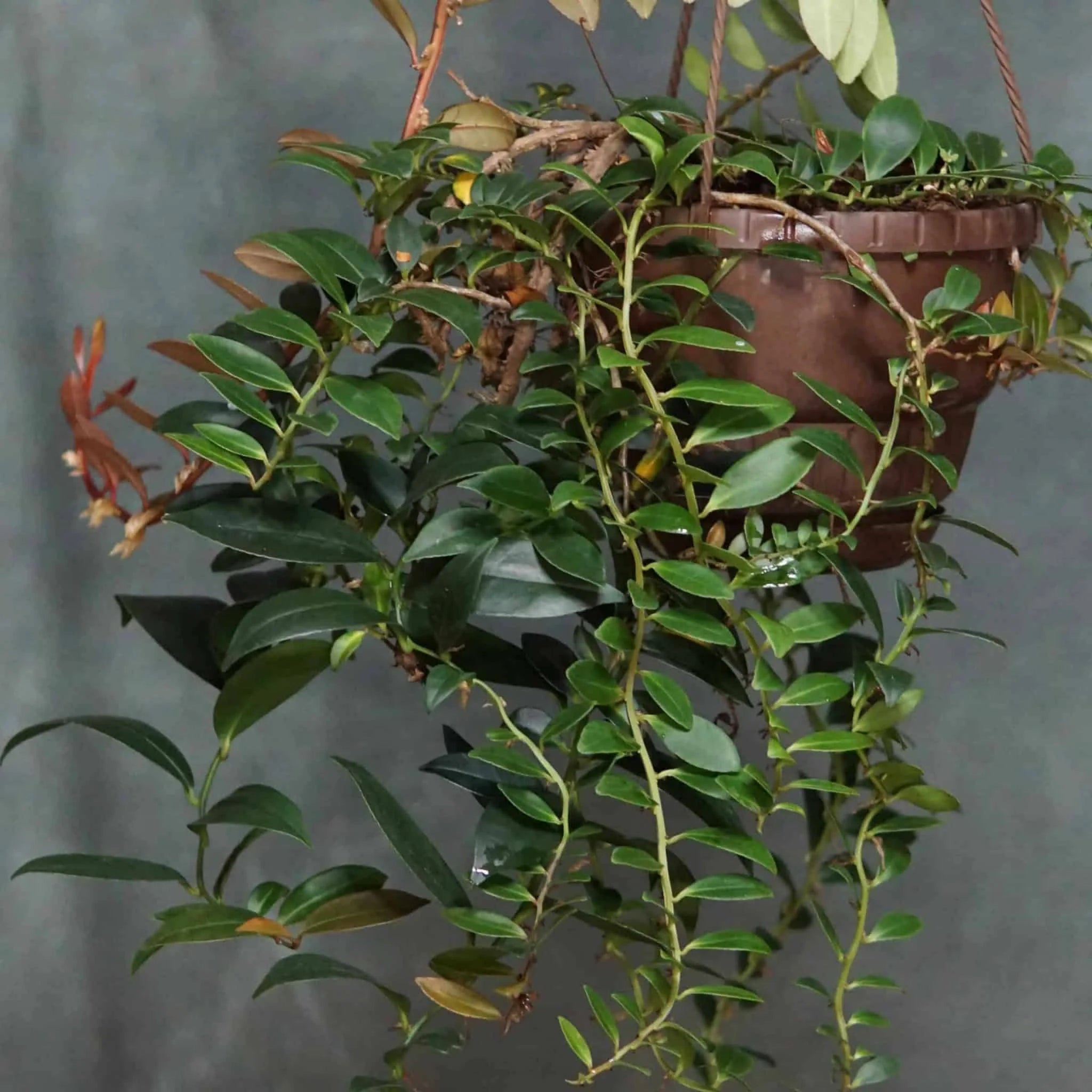 Marcgravia spec. 1 大森食虫植物農園