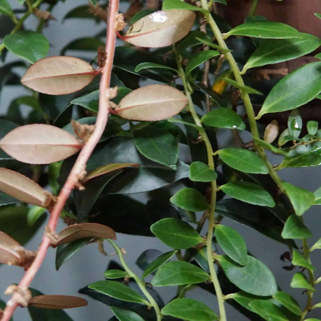 Marcgravia spec. 1 大森食虫植物農園