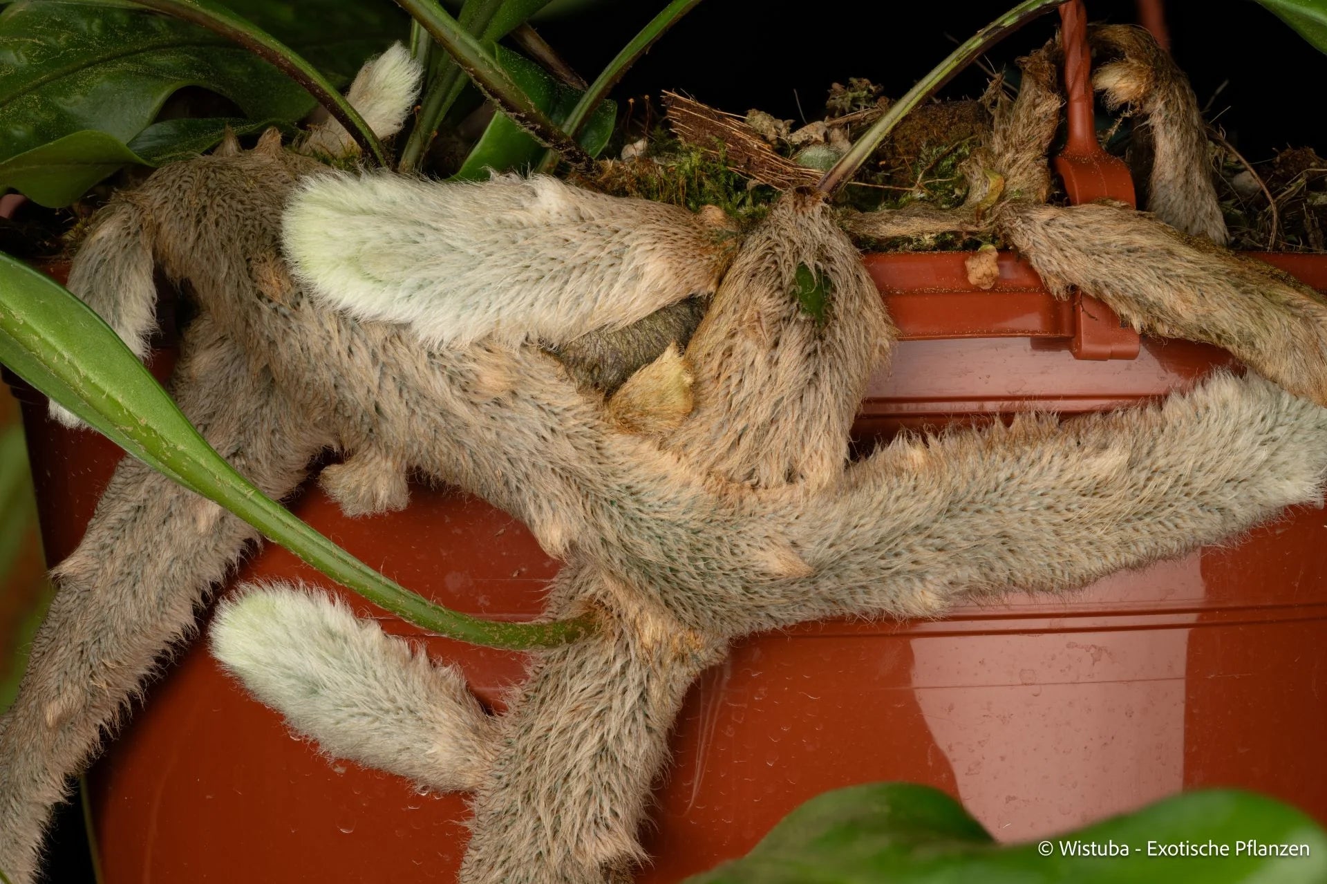 Microgramma megalophylla 大森食虫植物農園