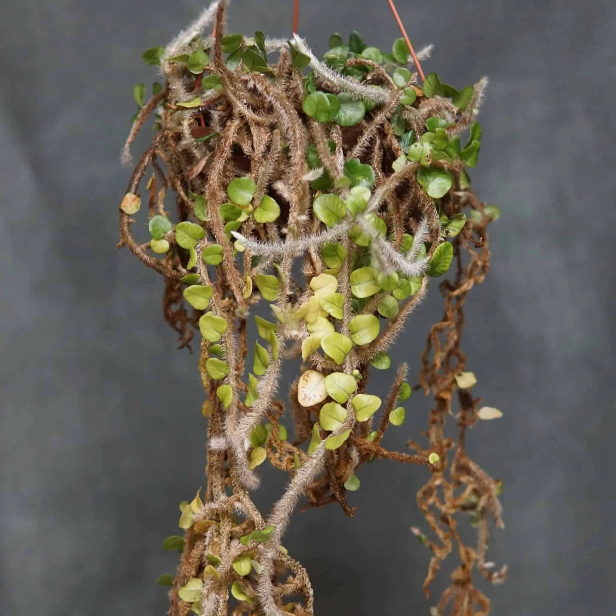 Microgramma vaccinifolia 大森食虫植物農園