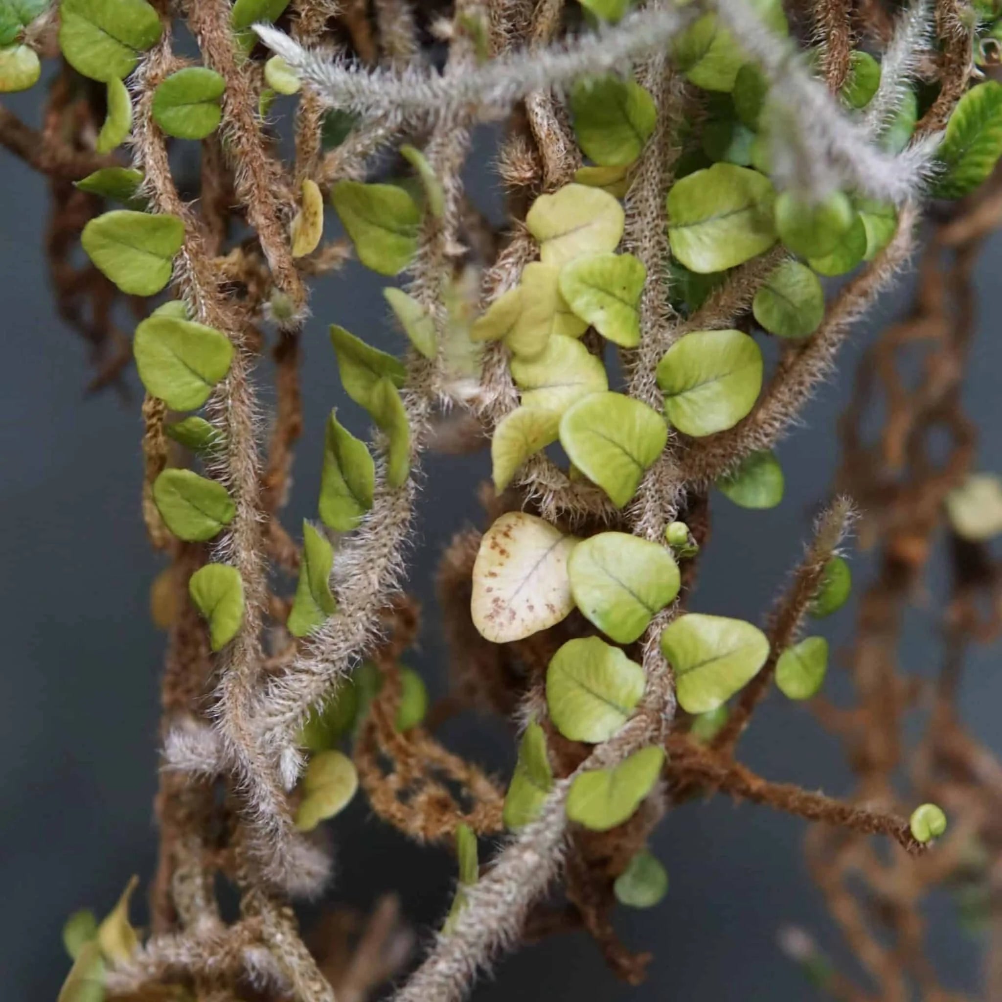 Microgramma vaccinifolia 大森食虫植物農園