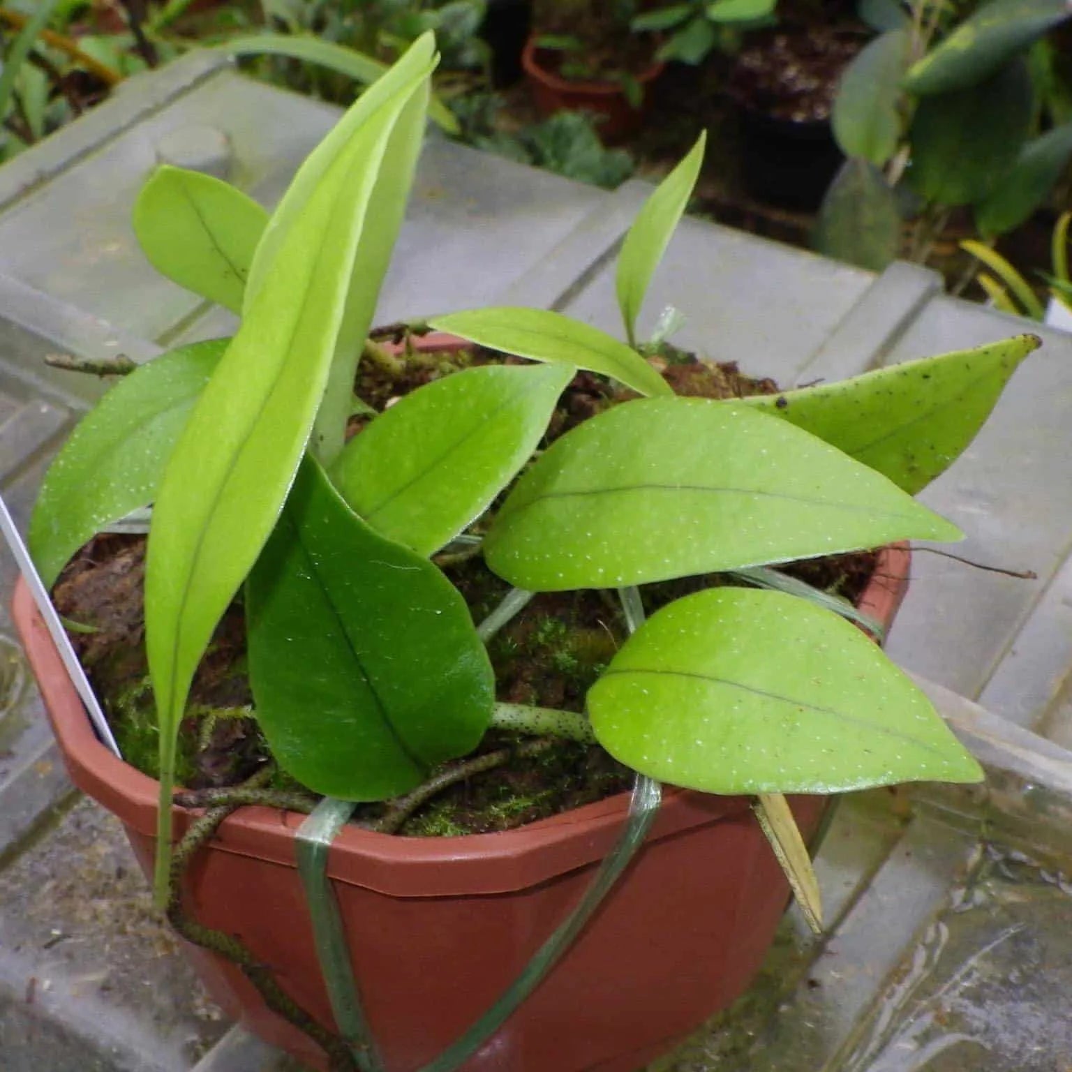 Microsorum superficale 大森食虫植物農園