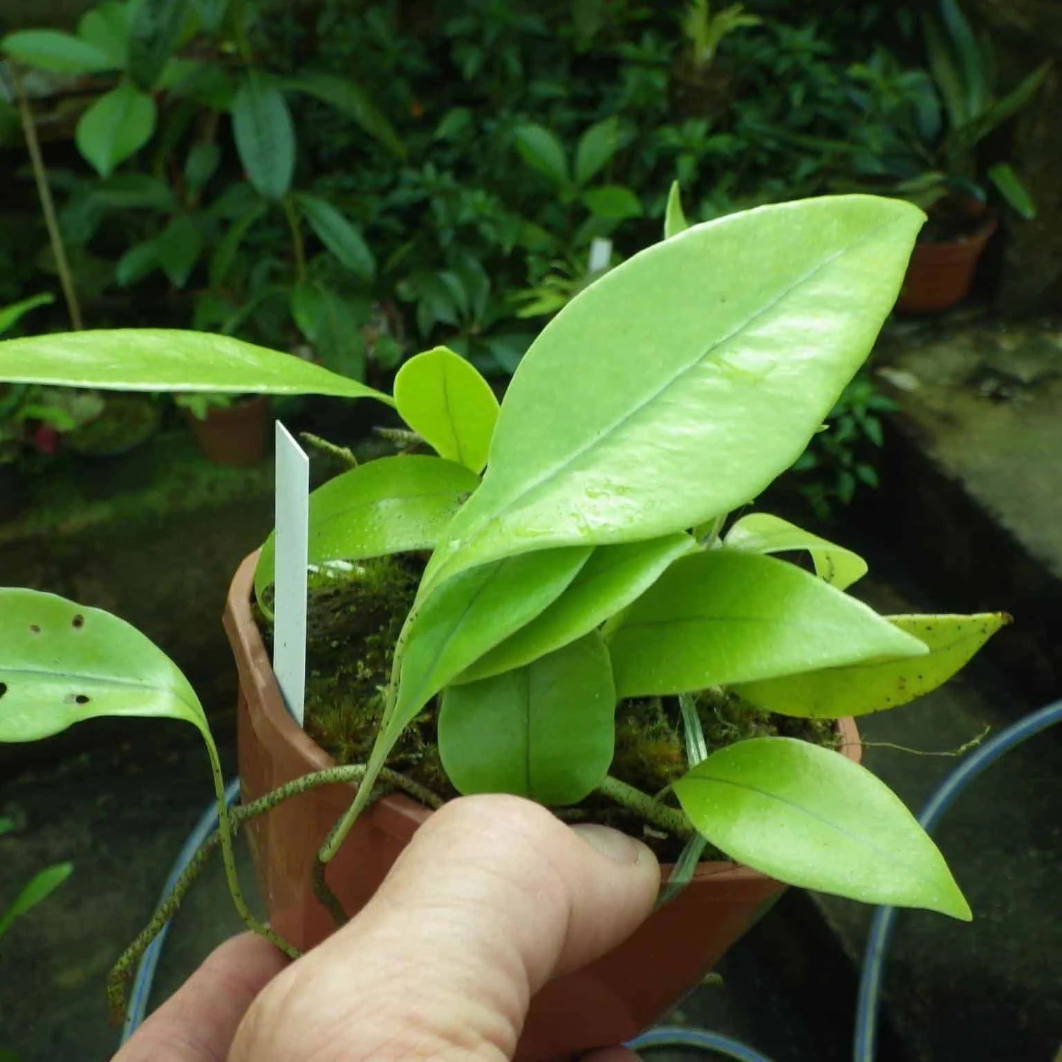 Microsorum superficale 大森食虫植物農園