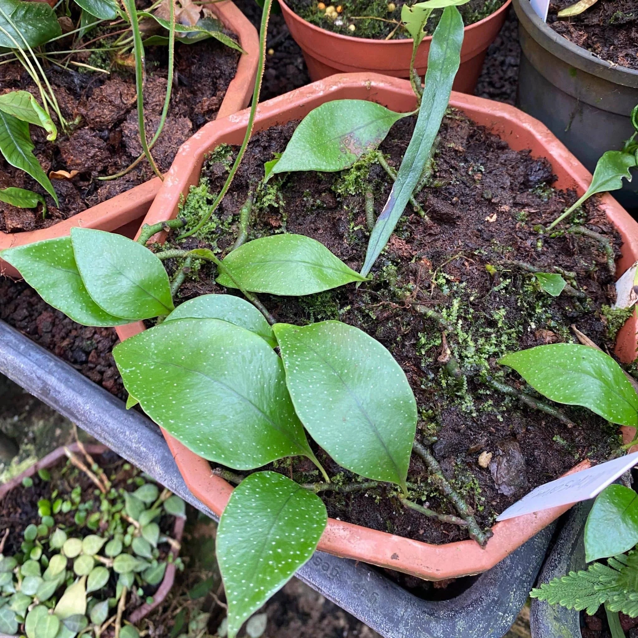 Microsorum superficale 大森食虫植物農園
