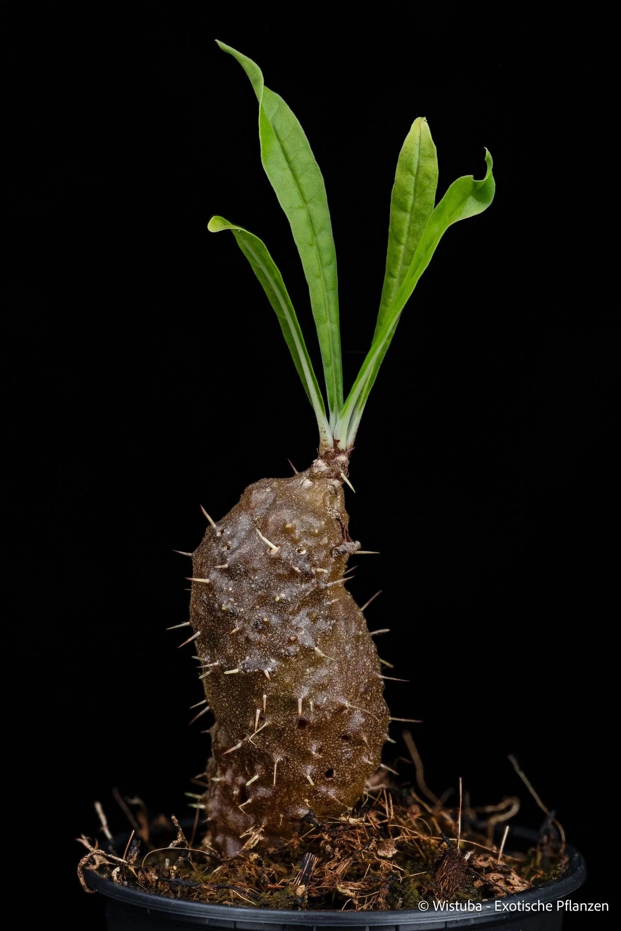 Myrmecodia alata "A3" (brownish caudex, Merauke, Irian Jaya) 大森食虫植物農園