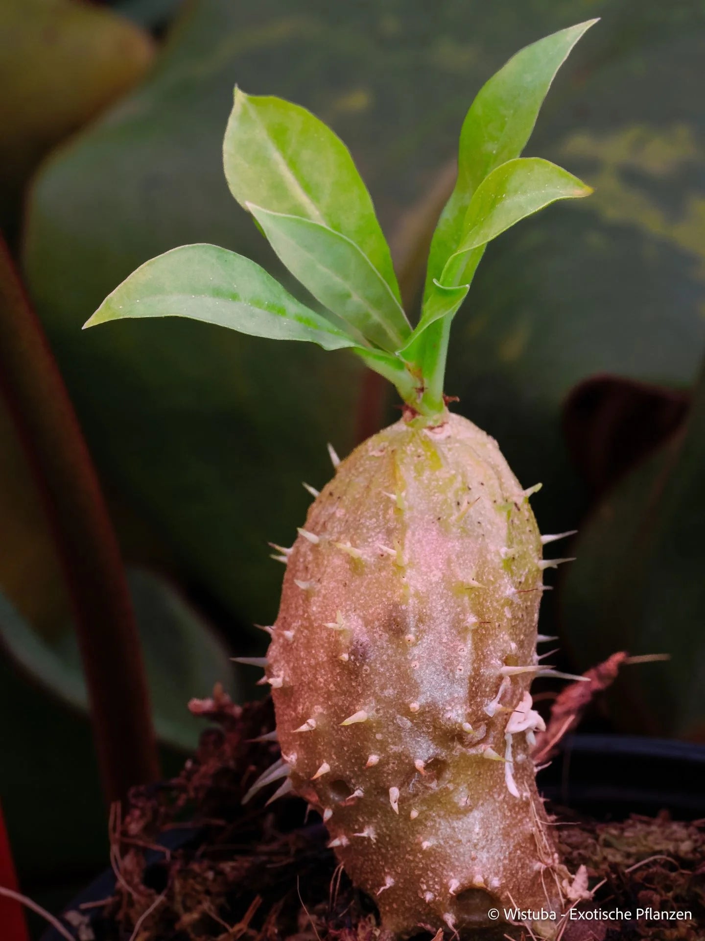 Myrmecodia alata (Rajah Ampat, Irian Jaya) 大森食虫植物農園