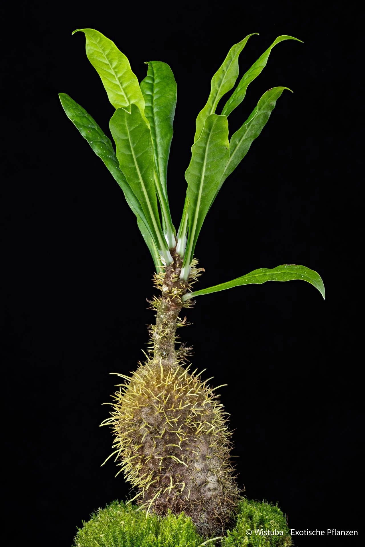 Myrmecodia alata (Sorong, Irian Jaya) 大森食虫植物農園