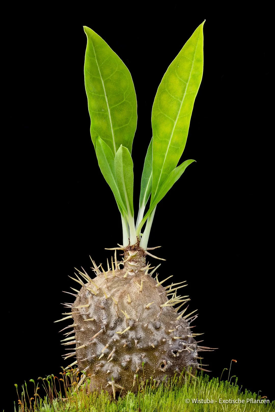 Myrmecodia alata (north of Nabire, Irian Jaya) 大森食虫植物農園