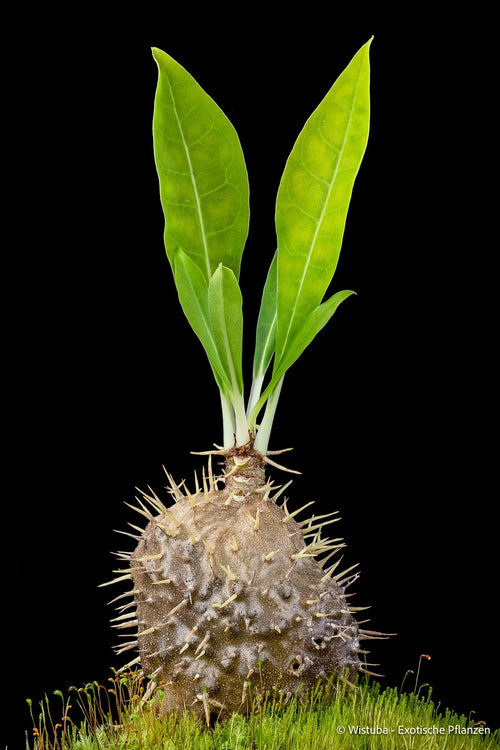 Myrmecodia alata (north of Nabire, Irian Jaya) 大森食虫植物農園