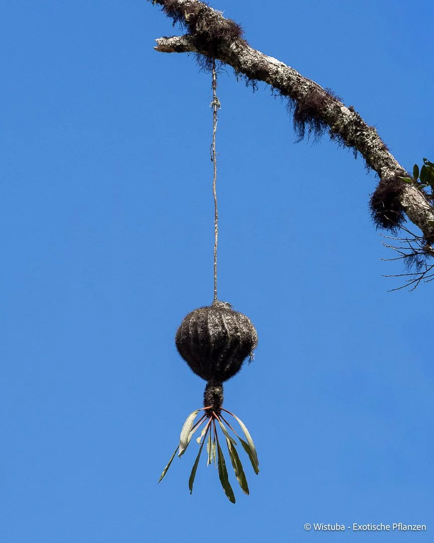 Myrmecodia archboldiana (Irian Jaya) 大森食虫植物農園