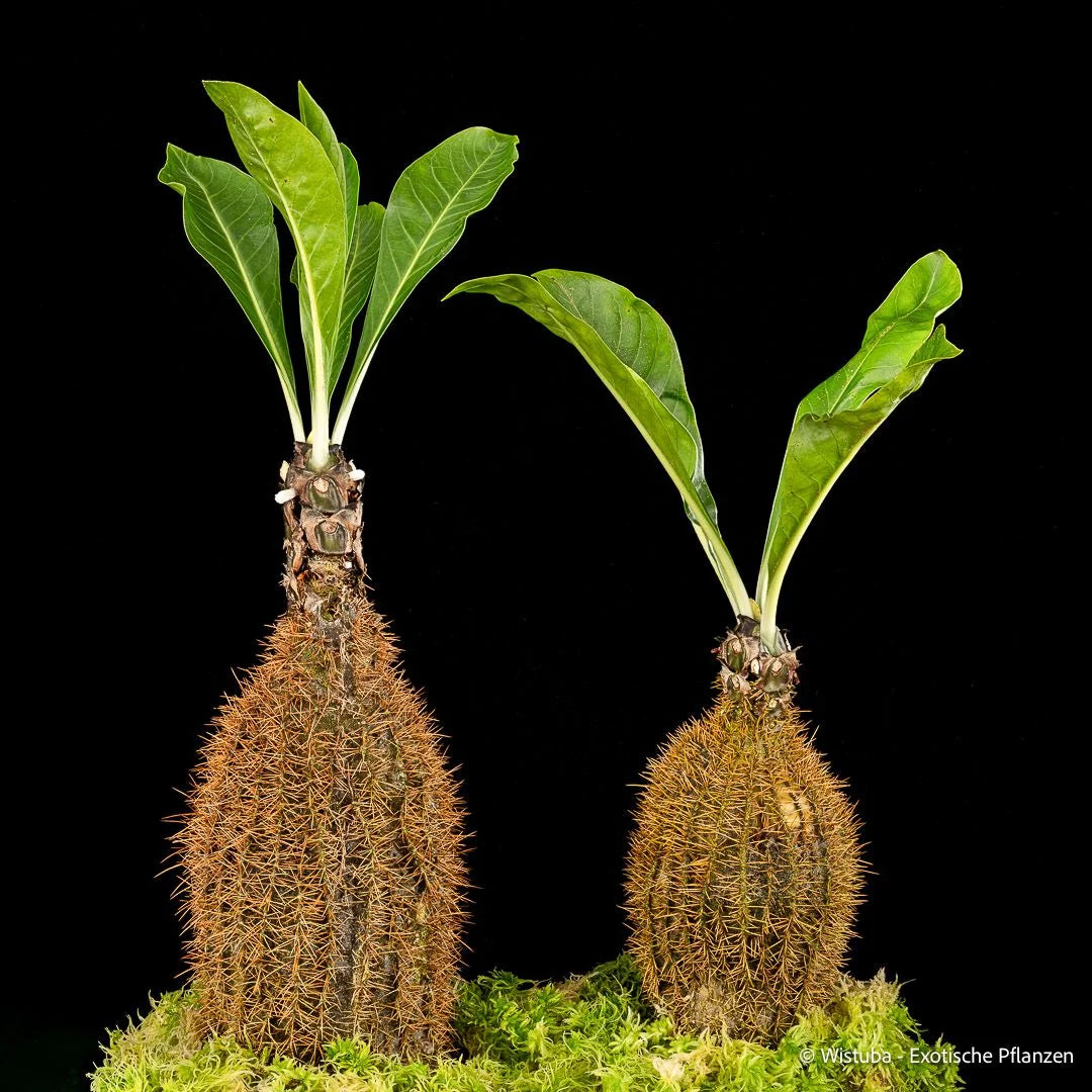 Myrmecodia aureospina (Jayawijaya, Irian Jaya) 大森食虫植物農園
