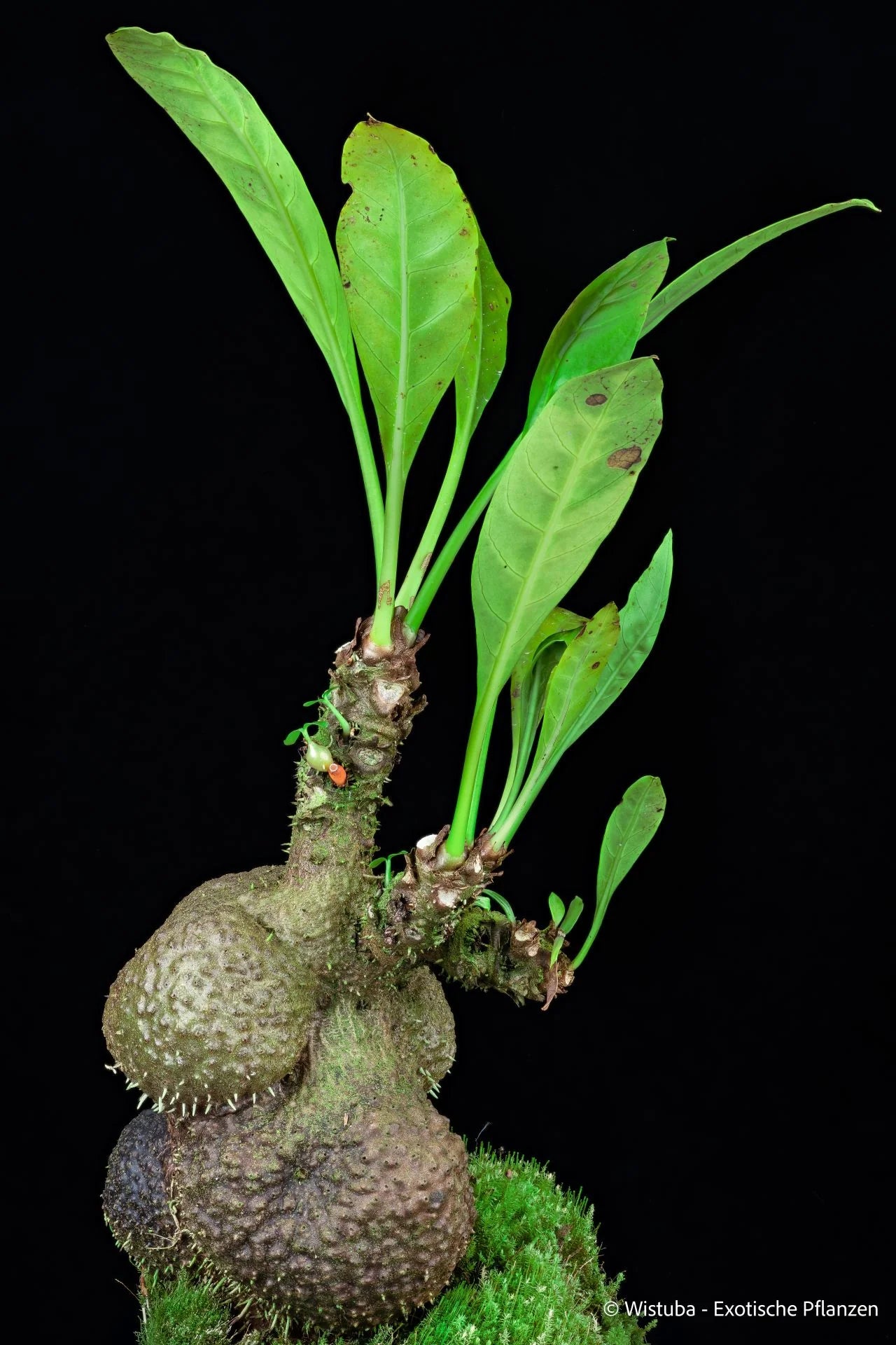 Myrmecodia bullosa (brown, compact caudex – Sorong, Irian Jaya) 大森食虫植物農園
