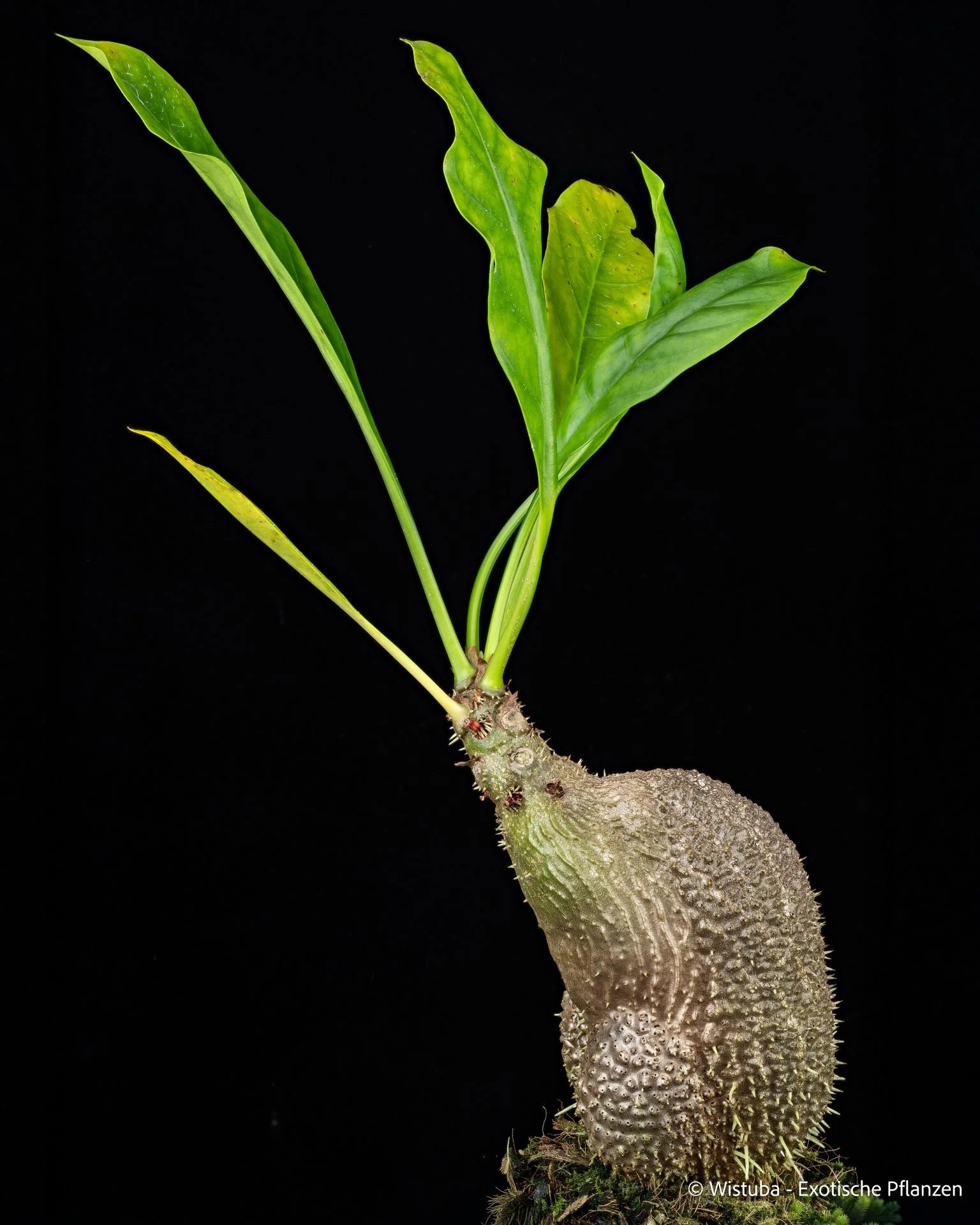 Myrmecodia bullosa (silvery elongated caudex - Sorong, Irian Jaya) 大森食虫植物農園