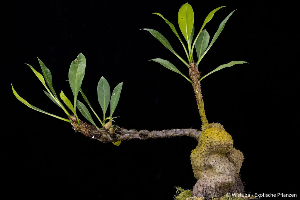 Myrmecodia cf. kutubuensis (Lake Kutubu, PNG) 大森食虫植物農園