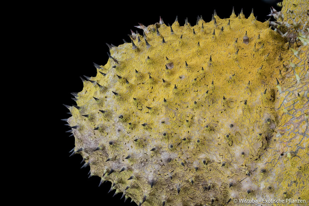 Myrmecodia cf. kutubuensis (Lake Kutubu, PNG) 大森食虫植物農園