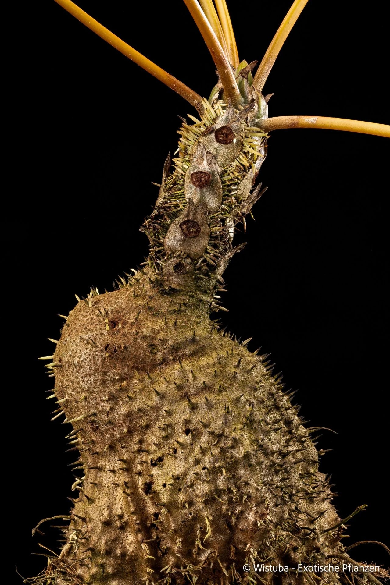 Myrmecodia cf. platytyrea (Owers Corner, Papua New Guinea) 大森食虫植物農園