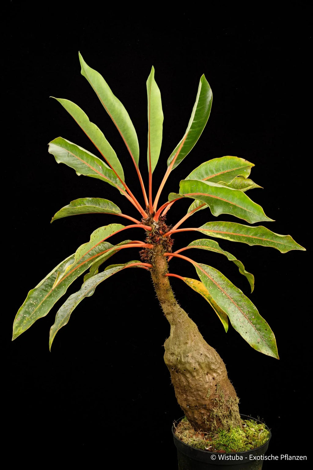 Myrmecodia cf. rouffaerensis (nomen nudum) (Angemuk, Irian Jaya) 大森食虫植物農園