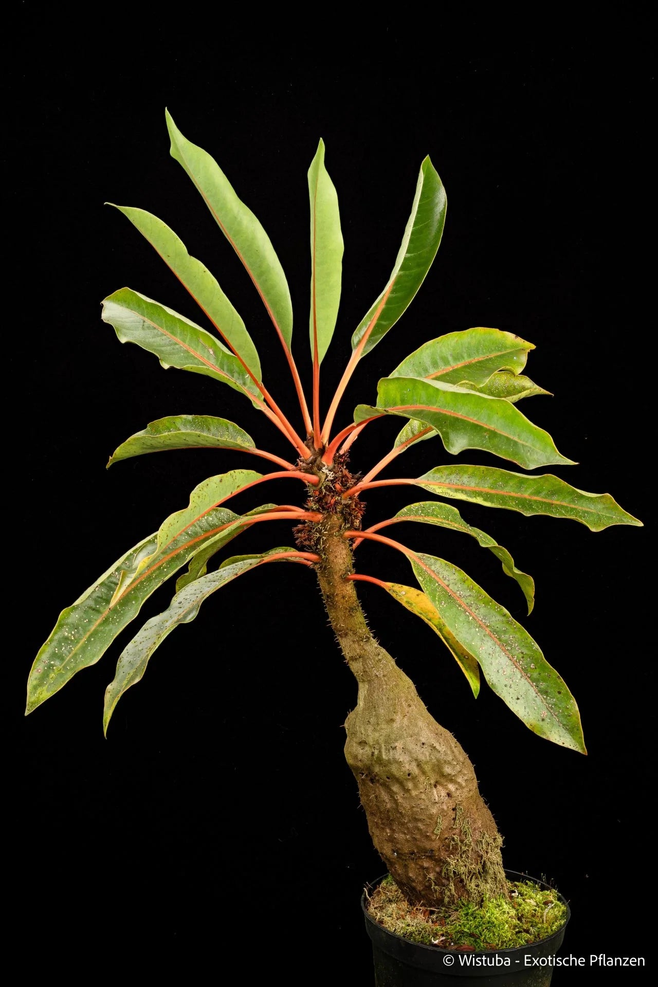 Myrmecodia cf. rouffaerensis (nomen nudum) (Angemuk, Irian Jaya) 大森食虫植物農園