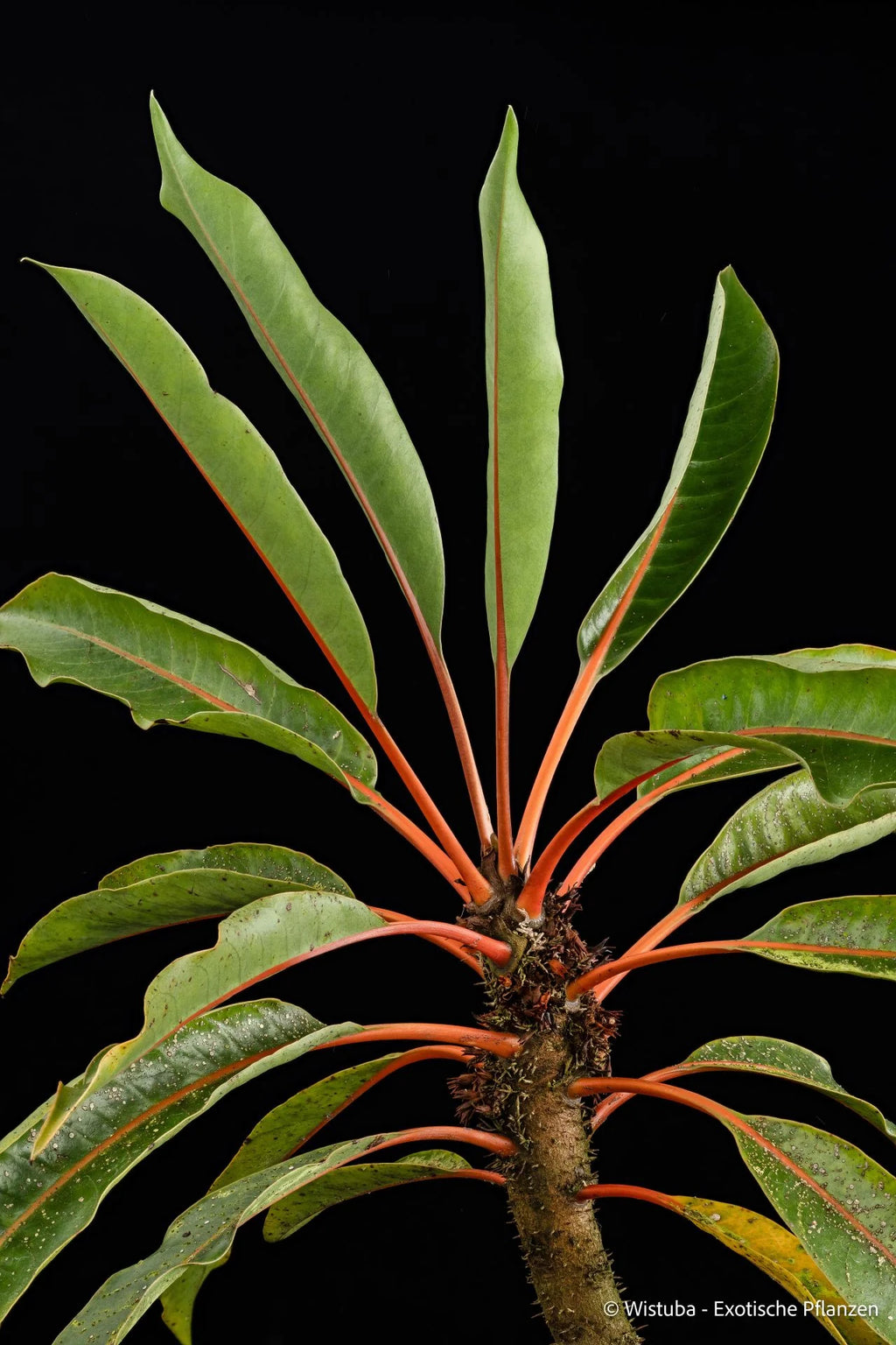 Myrmecodia cf. rouffaerensis (nomen nudum) (Angemuk, Irian Jaya) 大森食虫植物農園