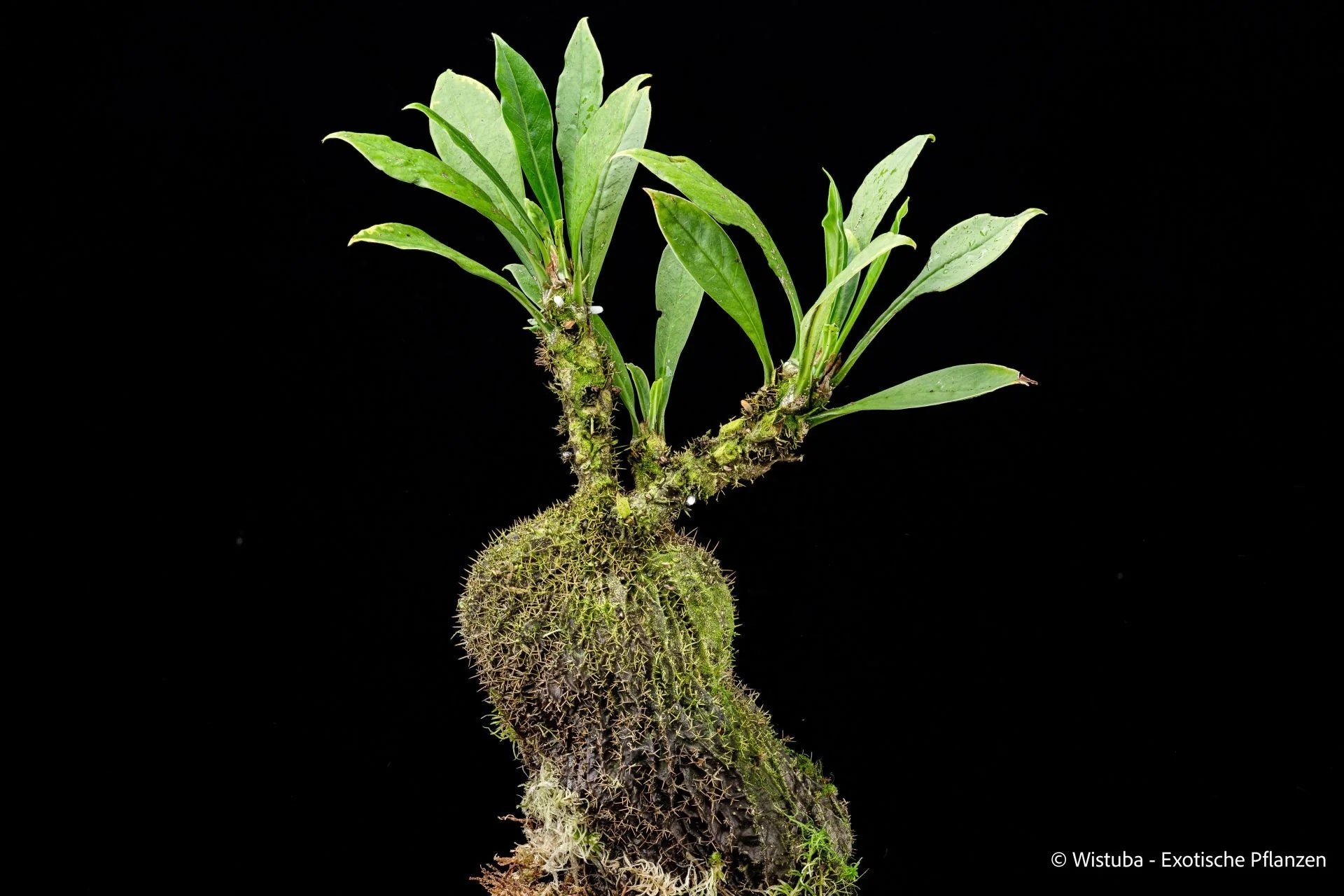 Myrmecodia cf. schlechteri Type 1 (Road to Kutubu, PNG) 大森食虫植物農園