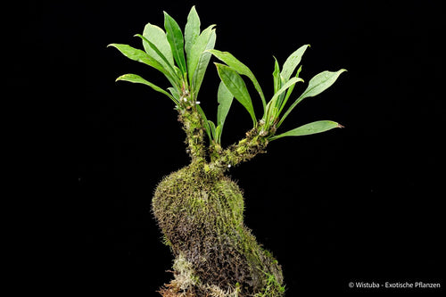 Myrmecodia cf. schlechteri Type 1 (Road to Kutubu, PNG) 大森食虫植物農園