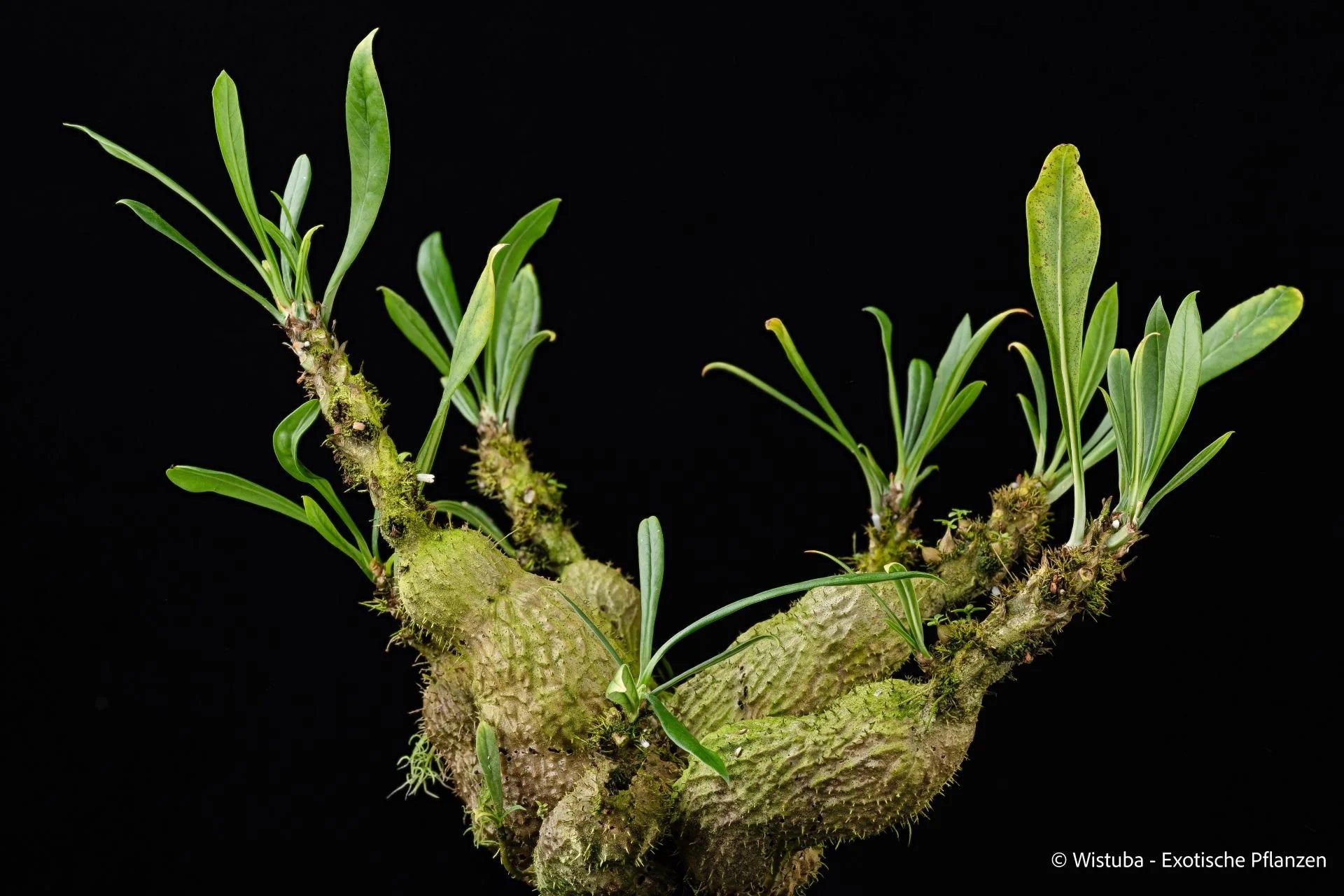 Myrmecodia cf. schlechteri Type 2 (Road to Kutubu, PNG) 大森食虫植物農園