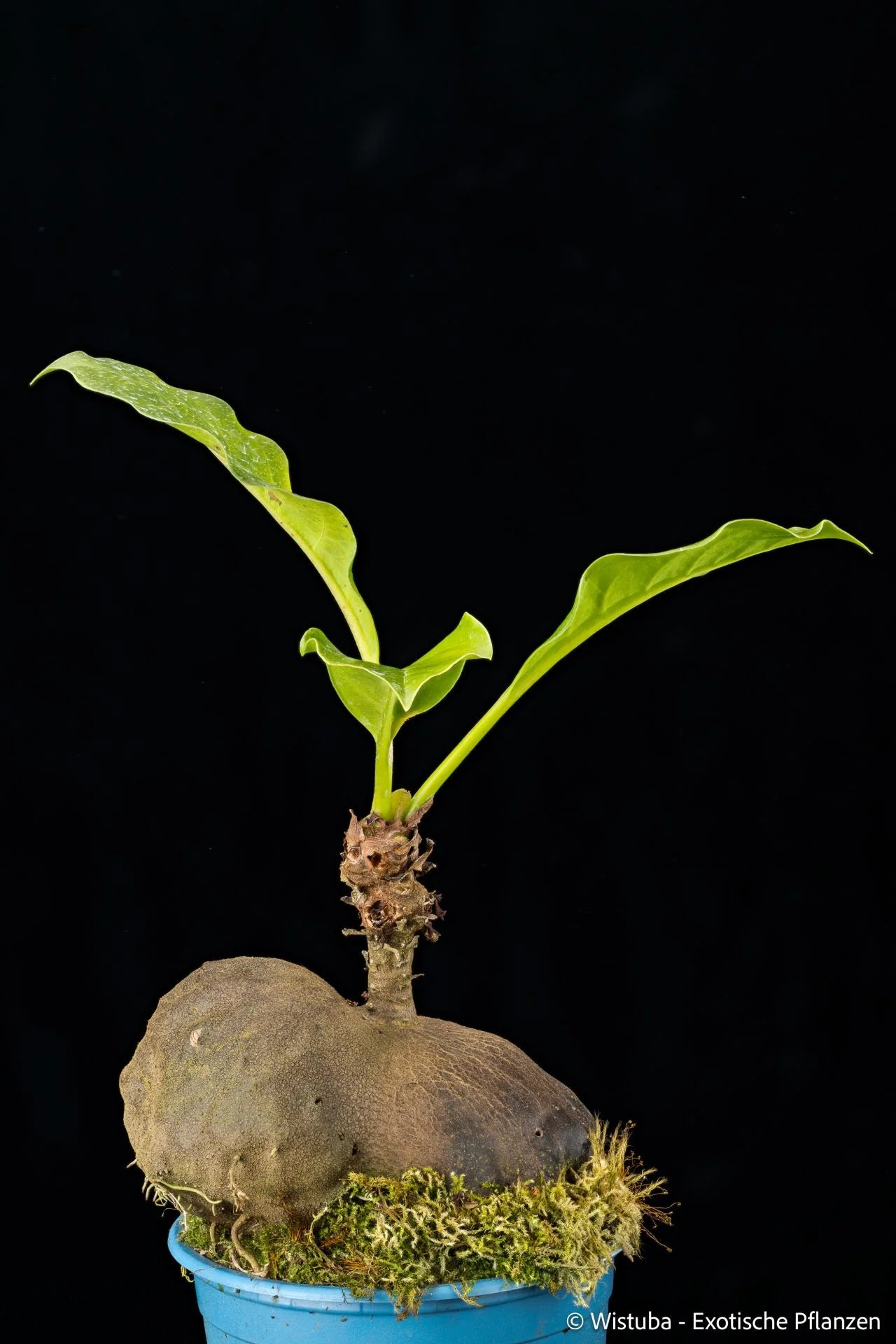 Myrmecodia cf. solomonensis (round caudex, Bugainville Island, PNG) 大森食虫植物農園
