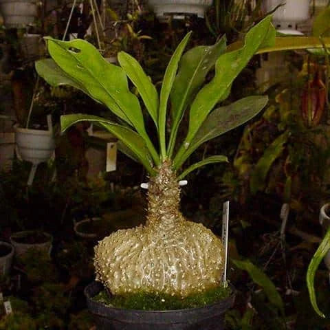 Myrmecodia echinata, 6-8 cm 大森食虫植物農園