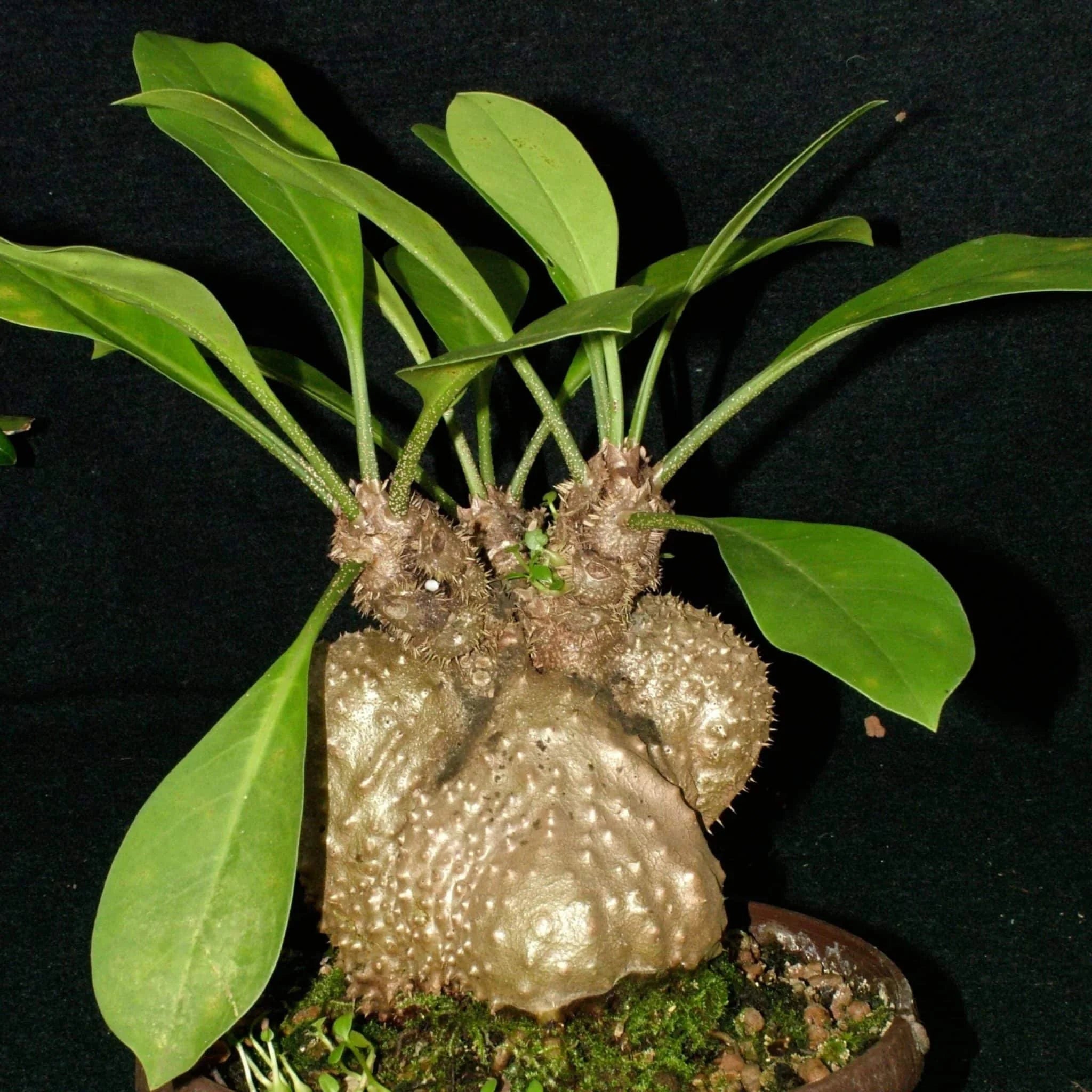 Myrmecodia echinata, 6-8 cm 大森食虫植物農園